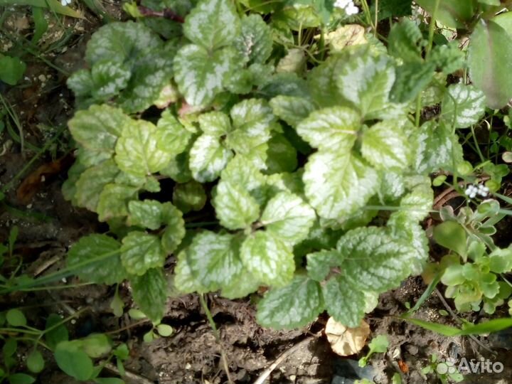 Растения для сада