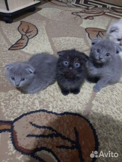 Британские вислоухие