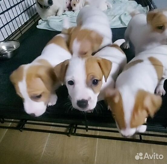 Щенки джек Рассел терьер