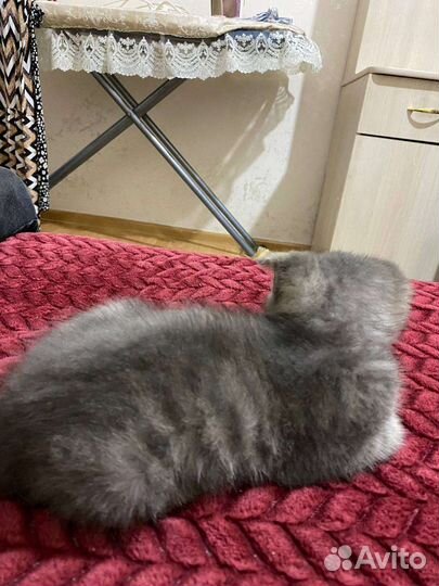 Кошка Чеченская
