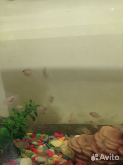 Аквариумные рыбки