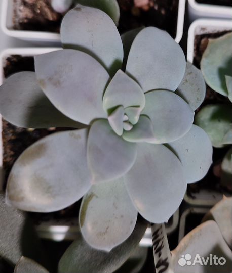 Суккуленты