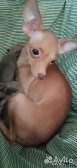 Продам щенков той-терьера