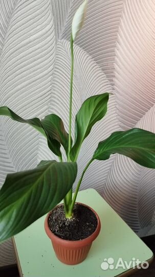 Cпатифиллум