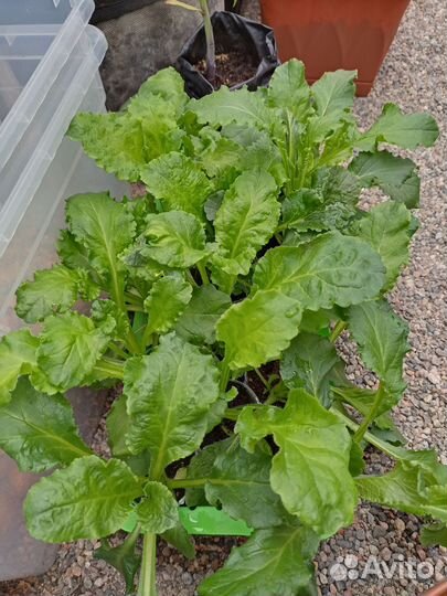 Астра, колокольчик, душистый табак рассада