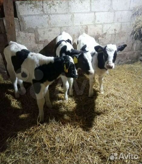 Бычки и телки