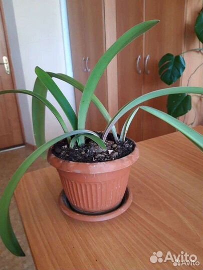 Комнатные цветы