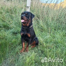 ROTTWEILER PUPPY