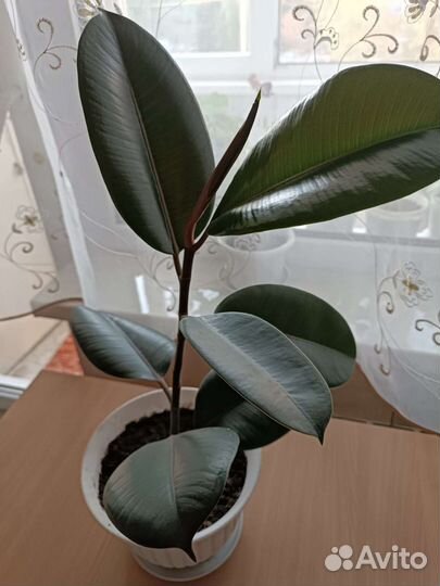 Фикусы каучуконосные разной высоты