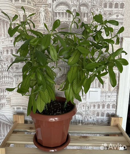 Синадениум, алоэ, монстера и др