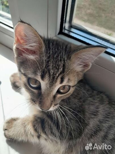 Молодая кошечка в добрые руки