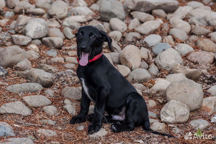 Шикарный мальчик 2,5 месяца в добрые руки