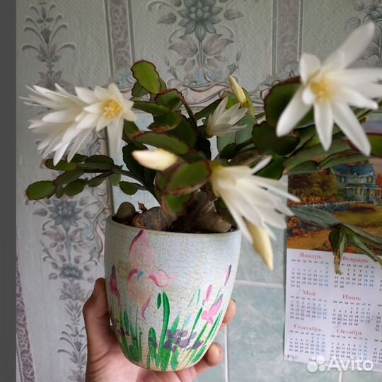 Декабрист шлюмбергера, рипсалидопсисы