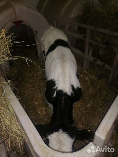 Тёлки бычки