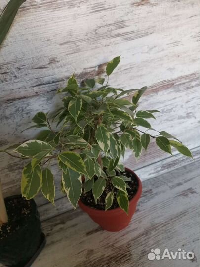 Комнатные растения