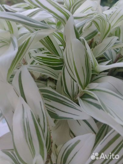 Традесканция белая