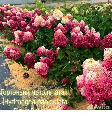 Гортензия метельчатая Пинки Промис купить в Ижевске | Товары для дома и ...