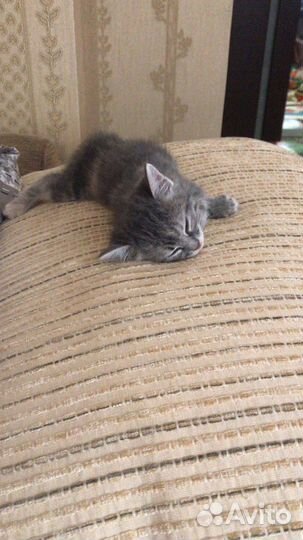 Кошка в дар бесплатно