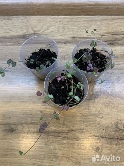 Циропегия вуда