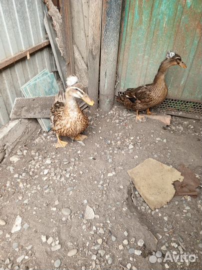 Продаю русских хохлатых уточек