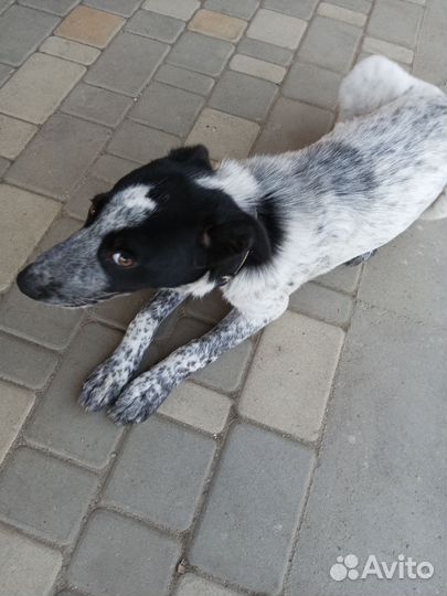 Дворняга девочка