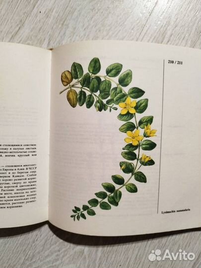 Книги о растениях и садоводстве