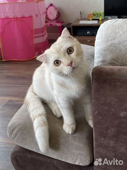 Шотланский кот