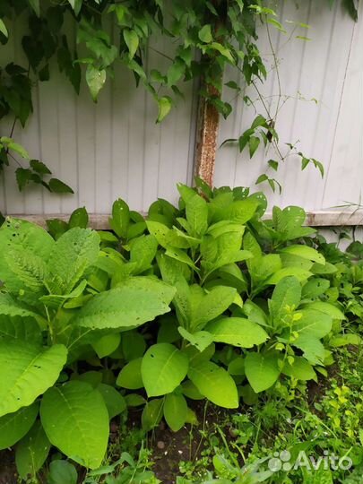 Локонос саженцы