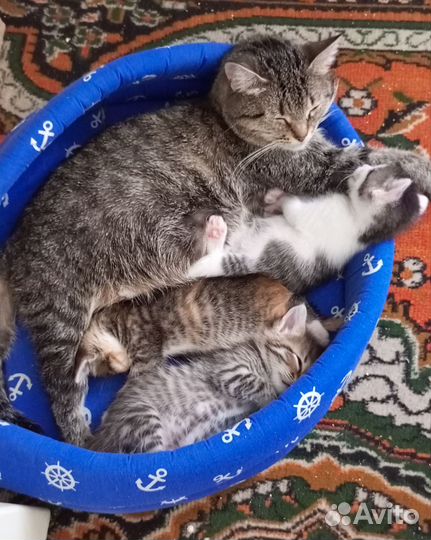 Кошки в добрые руки