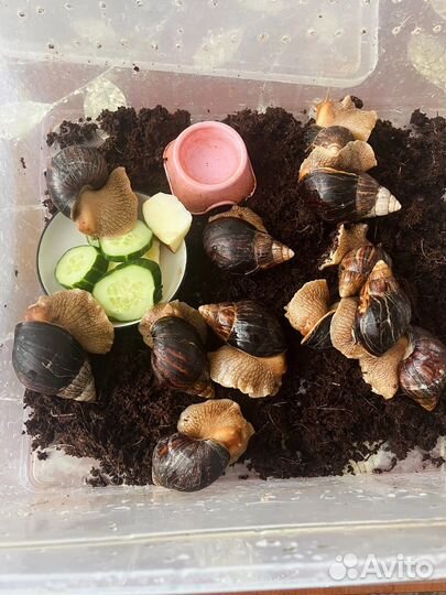 Улитки ахатины