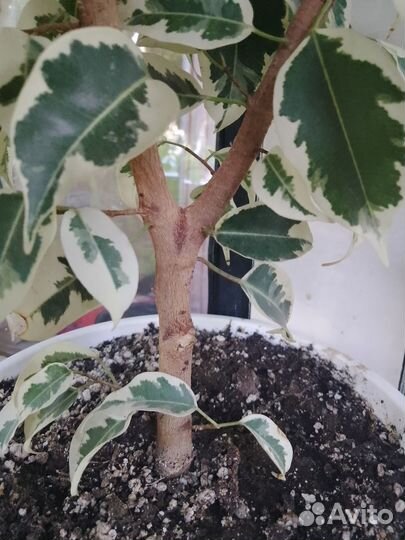 Отростки фикуса