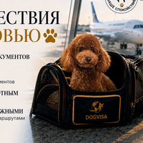 Анализ на титры бешенства Горловка, Горловка