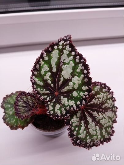 Комнатные растения цветы бегония декоративно листв