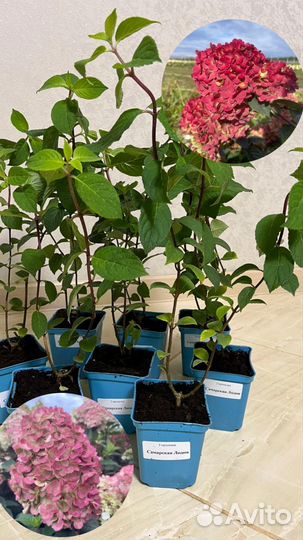 Саженцы гортензий