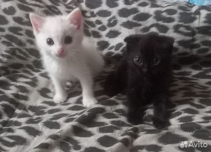 Котята в добрые руки бесплатно