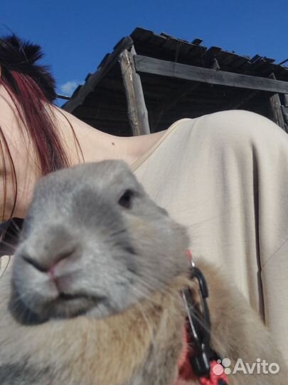 Декоративные кролики