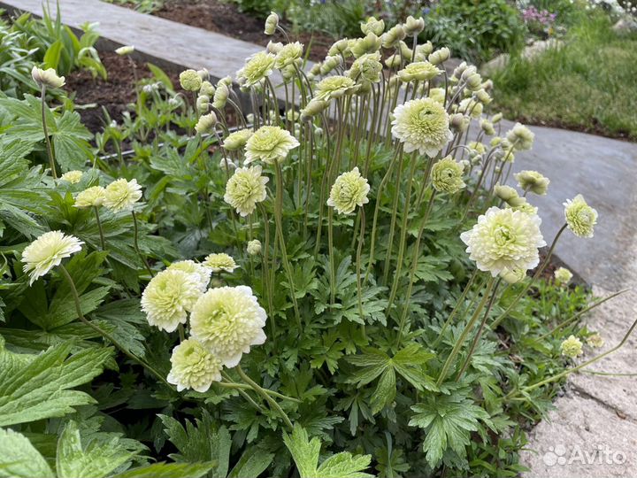 Цветы, саженцы для альпийской горки