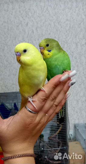 Волнистый попугай