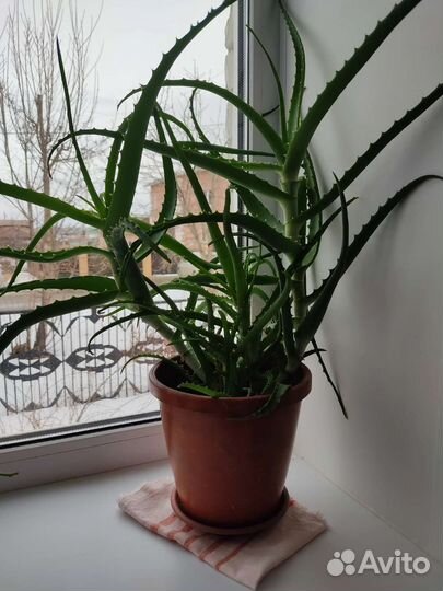 Алоэ столетник