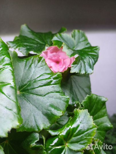 Бегония элатиор