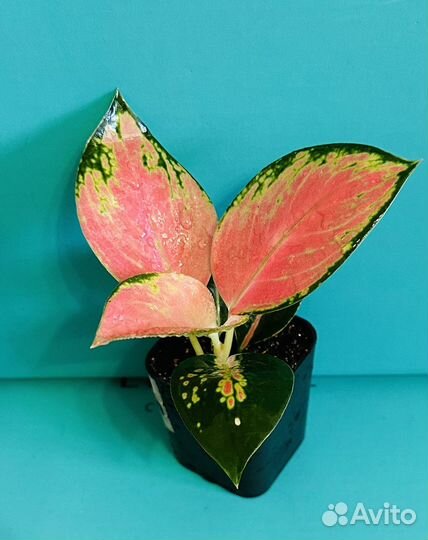 Аглаонемы Анимани, Суксом, Найт Спаркл, Тай Ред