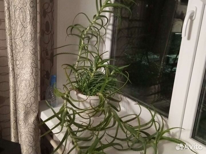 Алоэ лечебный