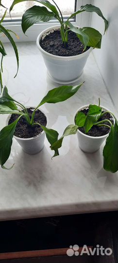 Цветок женское счастье