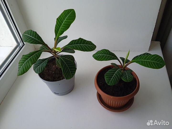 Толстянка, молочай, алоэ