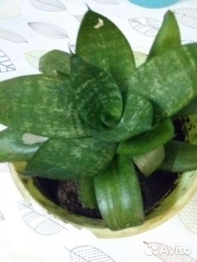 Сансевиерия