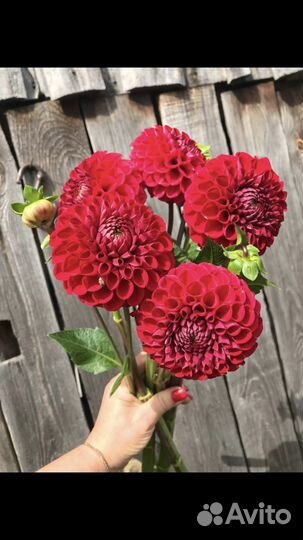 Георгины клубни