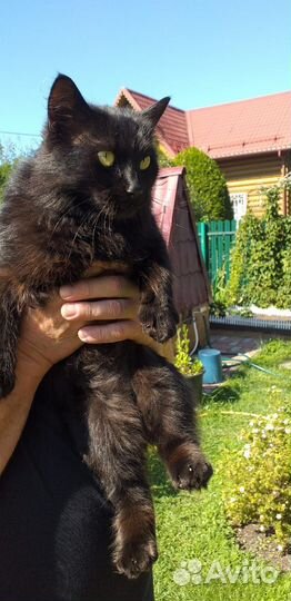 Боня- пантера