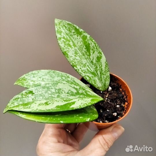 Хойя Сильвер пинк