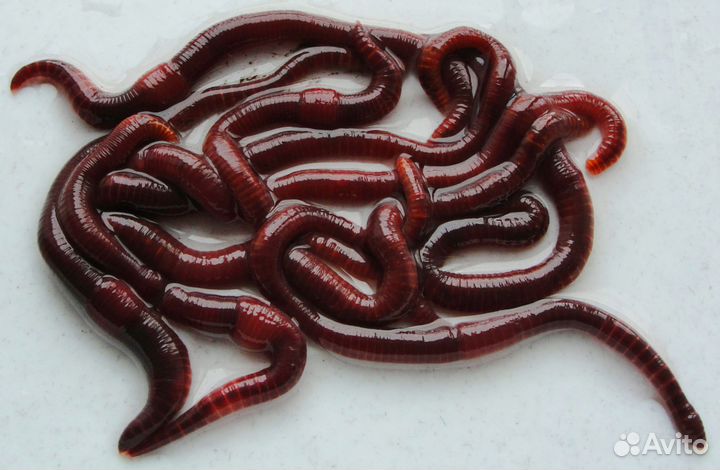 Черви Старатель, Калифорнийские черви