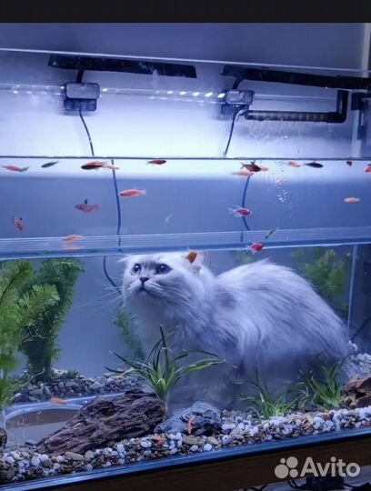 Аквариум для кота с панорамой